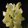Snap Dragon