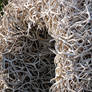 Elk Antler Arch