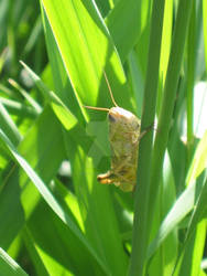 Grasshopper