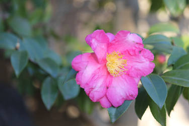 Camellia Sasanqua Flower