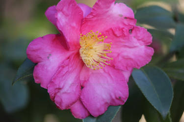 Camellia Sasanqua Flower 7