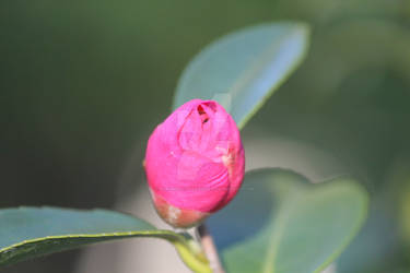 Camellia Sasanqua Flower Bud 4