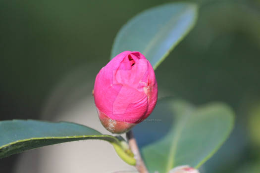 Camellia Sasanqua Flower Bud 5