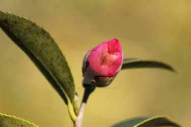 Camellia Sasanqua Flower Bud 6