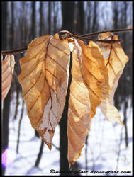 leaf - part I 'in winter'