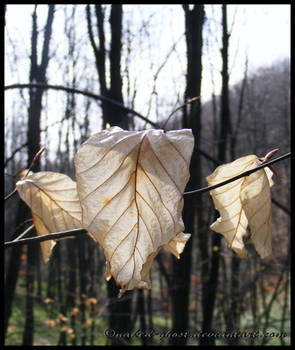 leaf - part II 'in spring'