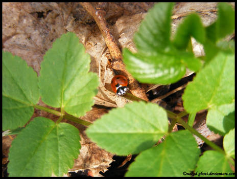 ladybird at home