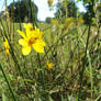 Swamp Marigold