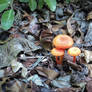 Mushroom Kingdom