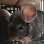 Introducing Chinchi