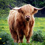 Highland Coo