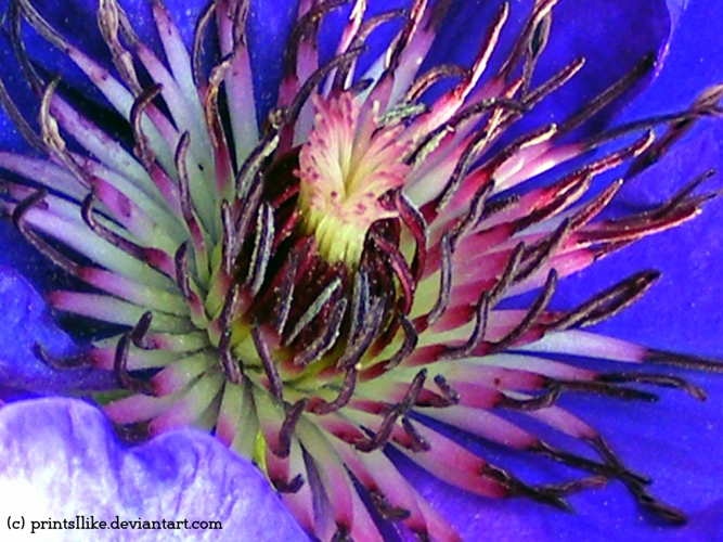 A Clematis super macro