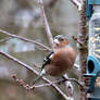 Aristocrat Chaffinch