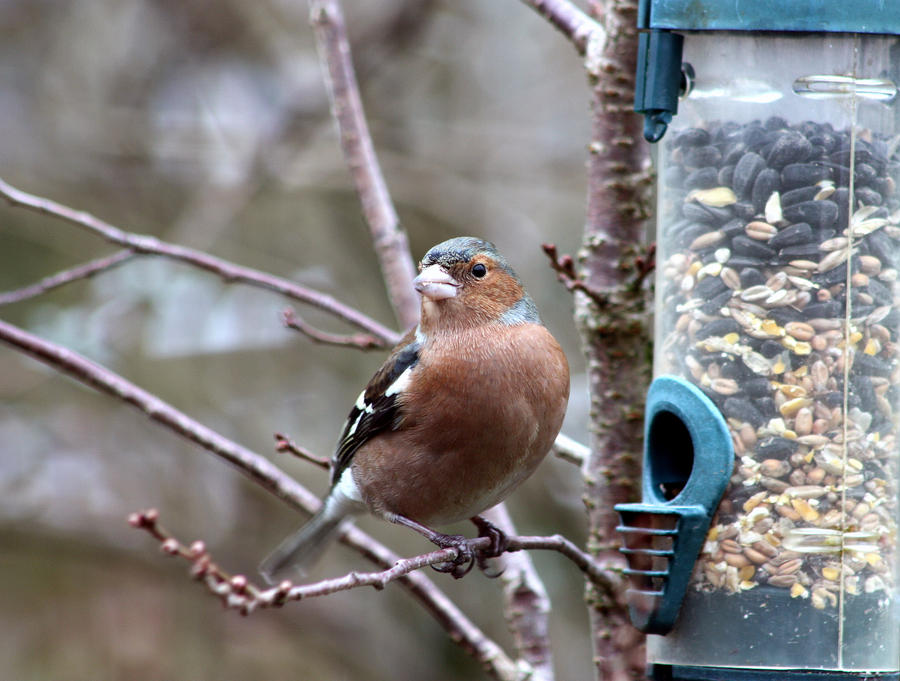 Aristocrat Chaffinch