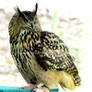 European Eagle Owl