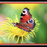 Peacock Butterfly