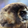 Fledgeling Owl