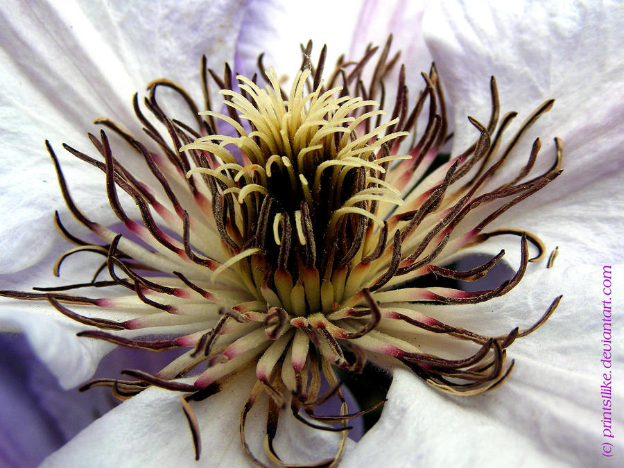 Clematis Macro