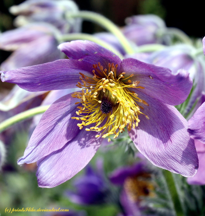 Pulsatilla Vulgaris