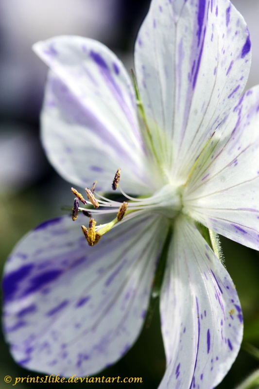 Hardy Geranium - Macro