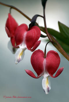 Dicentra