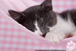 Chico in Hammock sleepin' by PhotoGraphChick