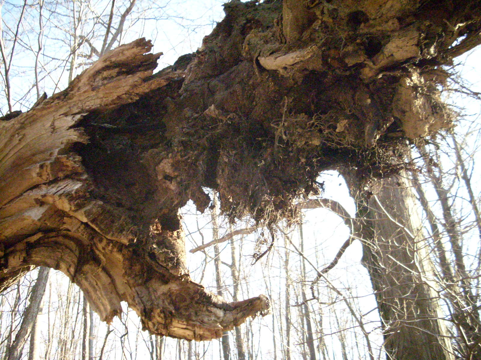 Demon Tree by vangedragon1325 on DeviantArt