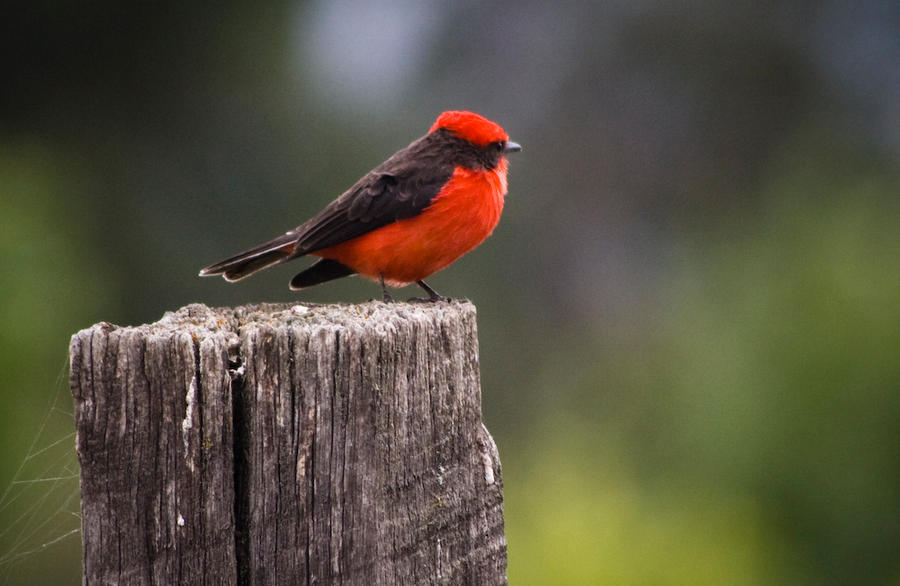 red birdie