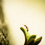 nature in macro iv