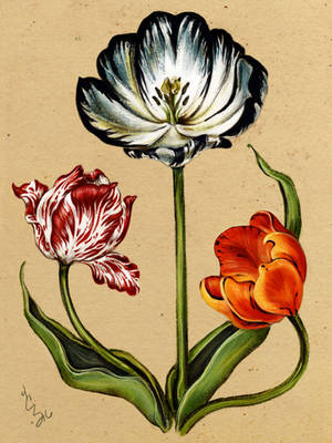 Tulips