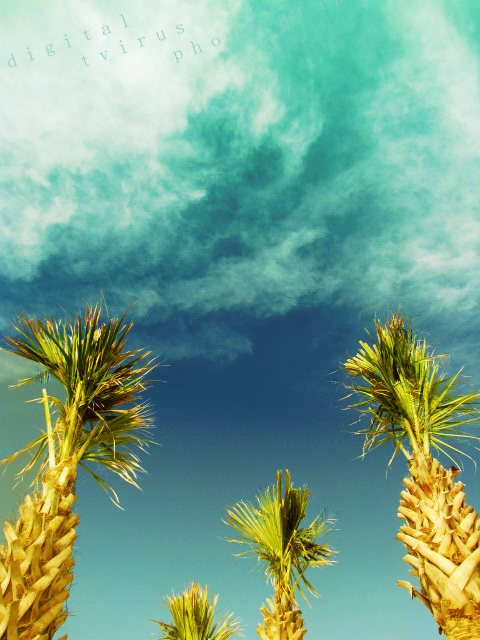 winter palms