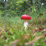 Red mushroom