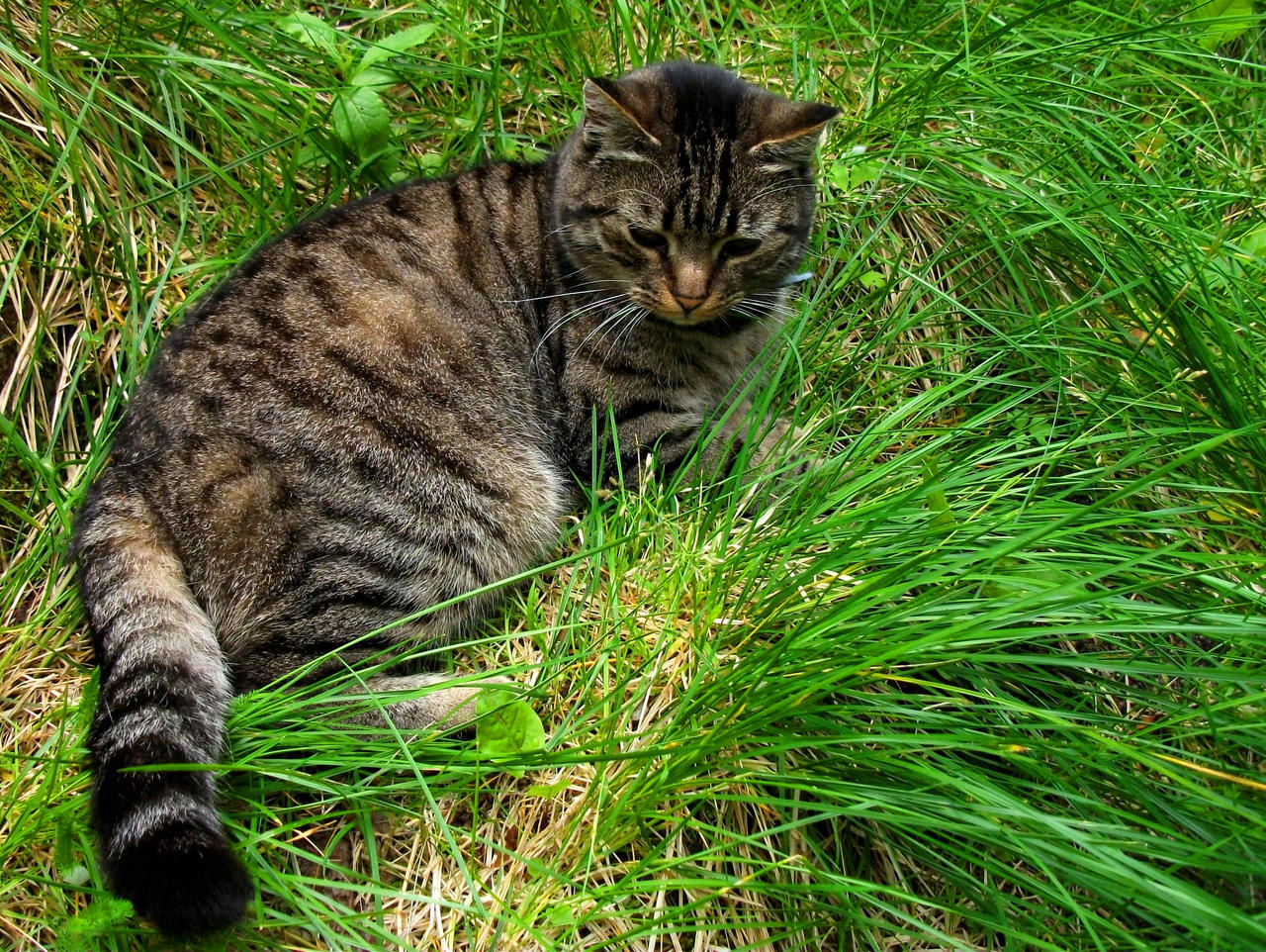 Lying in the grass