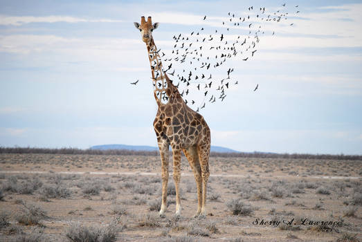 Giraffe and Birds
