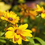 black-eyed susans II