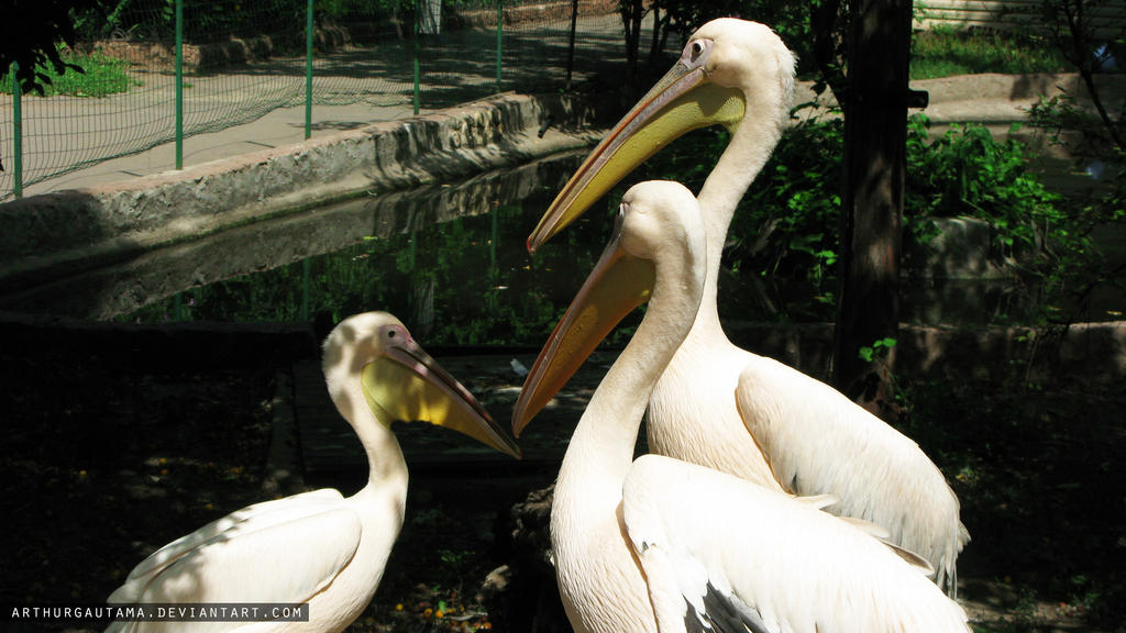 Pelicans