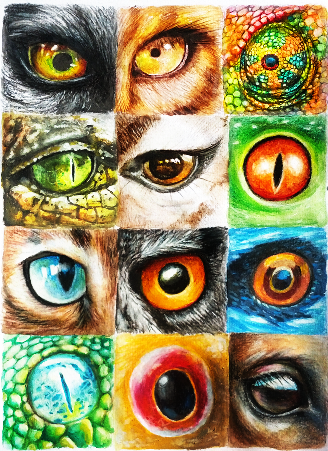 Animal Eyes by Cortoony on DeviantArt