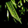 Rain drops are falling..2