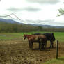 Horses in Great Smoky Mountains National Park