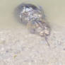 Horseshoe crabs in Lewes DE