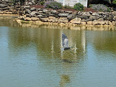 Crane bird in flight in Bird In Hand PA