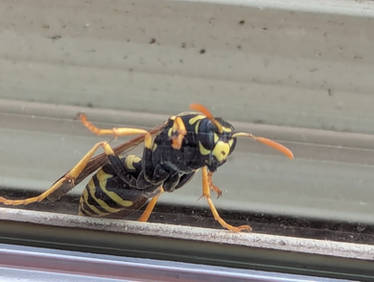 Wasp in my sunroom window