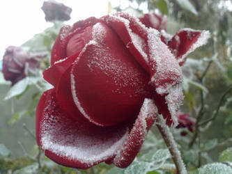 .Beautiful rose on which the snow