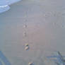 Footprints in the sand