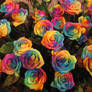 Rainbow Roses