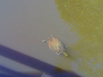 Turtle 2