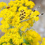 butterflies little friends....