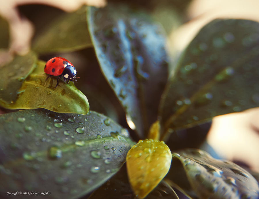 mornings with red and rain