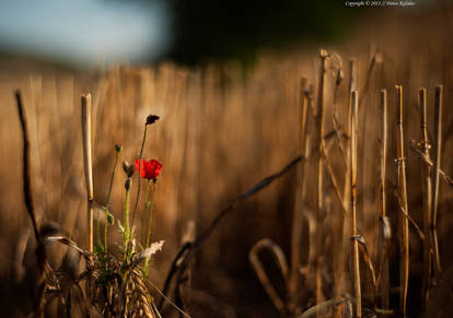 red and yellow