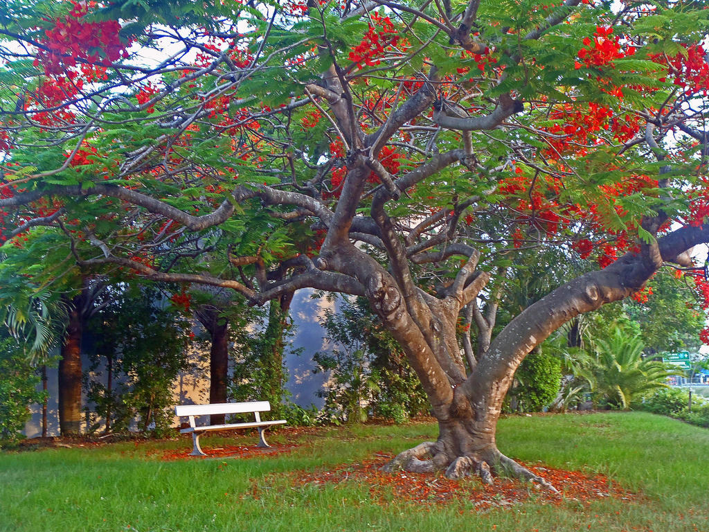 A tree of green and red